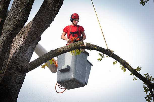 Best Large Tree Removal  in District Heights, MD